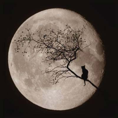 El gato y la luna - William Butler Yeats